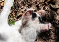 Albino cat with sunburn at the ears