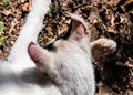 Albino cat with sunburn at the ears