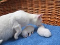 Albino cats