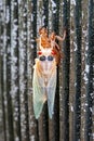 An Albino Cicada Emerges from its Shell