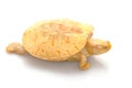 Albino Columbian Slider Royalty Free Stock Photo