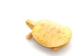 Albino Columbian Slider Royalty Free Stock Photo