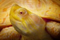 Albino Columbian Slider Royalty Free Stock Photo