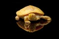 Albino Columbian Slider Royalty Free Stock Photo