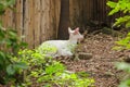 Albino Common Barking Deer is like an ordinary deer,