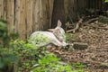 Albino Common Barking Deer is like an ordinary deer,