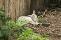 Albino Common Barking Deer is like an ordinary deer,