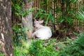 Albino Common Barking Deer Royalty Free Stock Photo