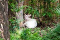 Albino Common Barking Deer
