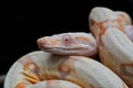 Albino Common Boa Constrictor showing head detail