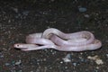 Albino Common Krait, Bungarus caeruleus, Satara, Maharashtra,