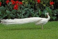 Albino Common Peacock, pavo cristatus, Calling