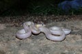 Albino Common wolf snake, Lycodon capucinus, Satara, Maharashtra