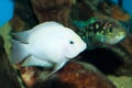 Albino Convict Cichlid (Amatitlania nigrofasciata)