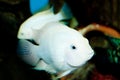 Albino Convict Cichlid in Aquarium