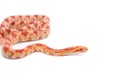 Albino corn snake Royalty Free Stock Photo