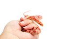 Albino corn snake Royalty Free Stock Photo
