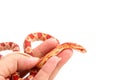 Albino corn snake in hand Royalty Free Stock Photo