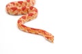 Albino corn snake on isolate Royalty Free Stock Photo