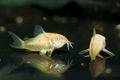 Albino Cory Cat in Aqaurium