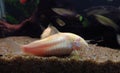 Albino corydoras Royalty Free Stock Photo