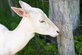 Albino deer portrait in the forest Royalty Free Stock Photo