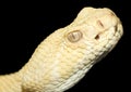 Albino diamond back rattle snake Royalty Free Stock Photo