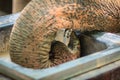 Albino elephant drinking water from tap faucet by use it trunk. Royalty Free Stock Photo