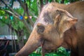 Albino elephant drinking water from tap faucet by use it trunk. Royalty Free Stock Photo