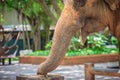 Albino elephant drinking water from tap faucet by use it trunk. Royalty Free Stock Photo