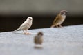 Albino Eurasian Tree Sparrow Royalty Free Stock Photo