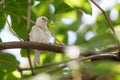 Albino Eurasian Tree Sparrow perching on tree Royalty Free Stock Photo