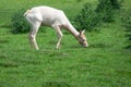 Albino Fallow Deer Royalty Free Stock Photo