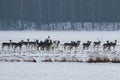 An albino fallow deer in a herd on snow