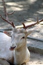 Albino Fallow Deer Royalty Free Stock Photo