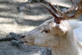 Albino Fallow Deer Royalty Free Stock Photo