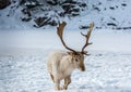 Albino Fallow Deer Walking in the Snow