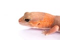Albino fat-tailed gecko Royalty Free Stock Photo