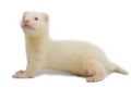 Albino ferret Royalty Free Stock Photo