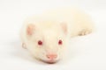 Albino ferret Royalty Free Stock Photo