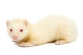 Albino ferret Royalty Free Stock Photo