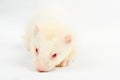 Albino ferret Royalty Free Stock Photo