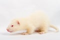 Albino ferret Royalty Free Stock Photo