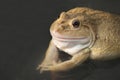 Albino Frog, also known as the Common Water Frog , sits on wood. Edible frogs are hybrids of pool frogs and marsh frogs Royalty Free Stock Photo