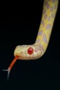 Albino garter snake