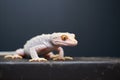 albino gecko on a dark textured wall Royalty Free Stock Photo