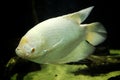 Albino giant gourami close up detail photo giant gourami in aquarium fish tank hd