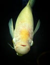 Albino giant gourami close up head photo giant gourami in aquarium fish tank hd