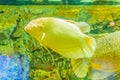Albino giant gourami (Osphronemus goramy) fish, large gourami na