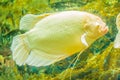 Albino giant gourami (Osphronemus goramy) fish, large gourami na